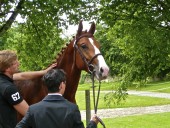 Tiboy de Céran au concours de Pompadour (juin 2010) - Classé 1er des étalons de 3 ans