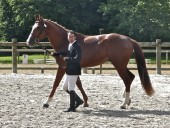 Tiboy de Céran au concours de Pompadour (juin 2010) - Classé 1er des étalons de 3 ans