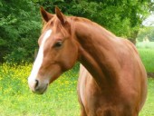 Tiboy de Céran (à 2 ans)