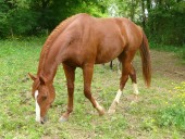 Tiboy de Céran (à 2 ans)