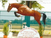 Saut en liberté à Nérac-27-06-2012